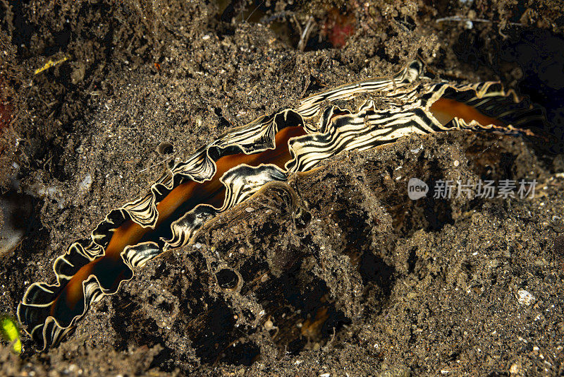 公刺牡蛎Spondylus squamosus，印度尼西亚班达岛